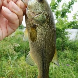 ラージマウスバス