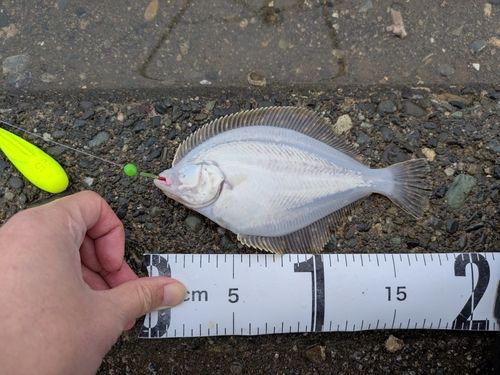 イシガレイの釣果