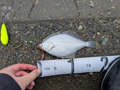 イシガレイの釣果