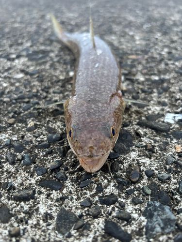 エソの釣果