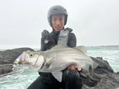 ヒラスズキの釣果