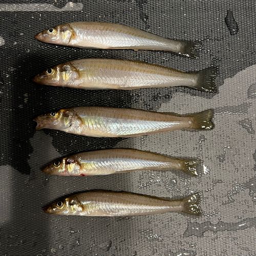 キスの釣果