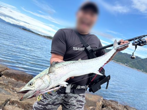 サワラの釣果