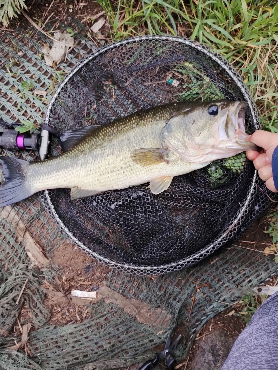 ラージマウスバス