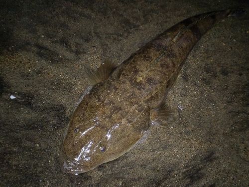 マゴチの釣果