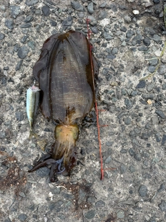 アオリイカの釣果