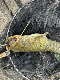 ナマズの釣果