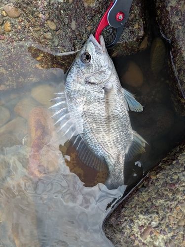 キビレの釣果