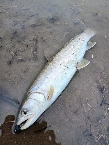 アメマスの釣果