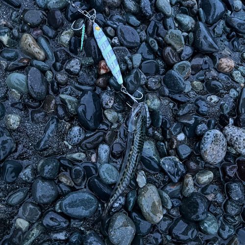 サバの釣果
