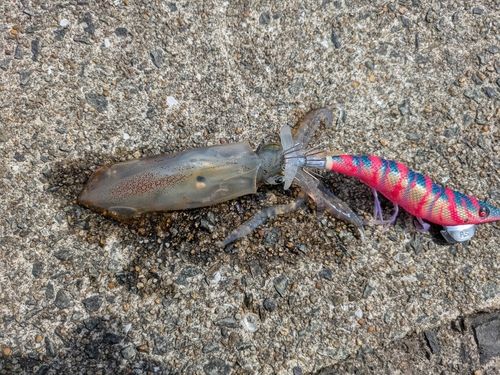 ケンサキイカの釣果