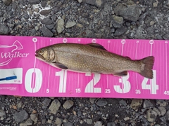 ニジマスの釣果