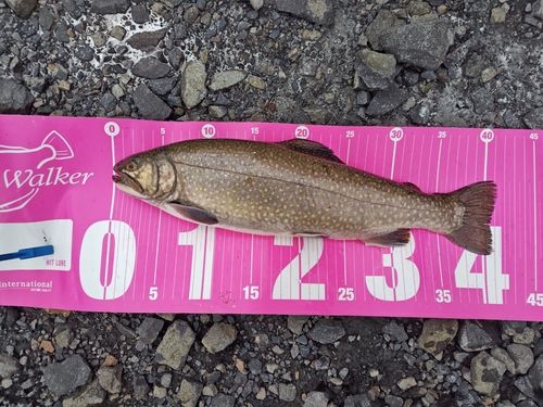 ニジマスの釣果