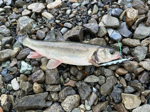 ウグイの釣果