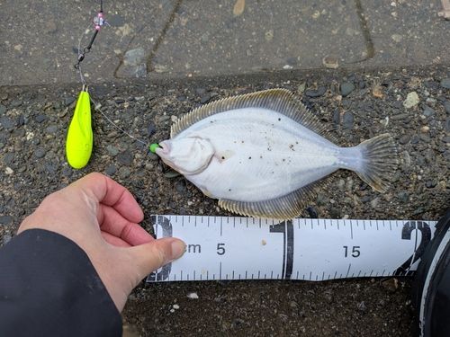 イシガレイの釣果