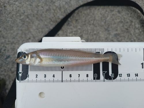 シロギスの釣果