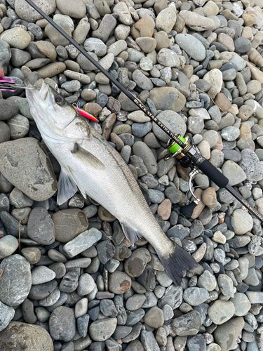 フッコ（マルスズキ）の釣果