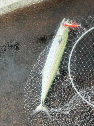 サゴシの釣果