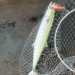 サゴシ