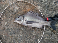 メイタの釣果