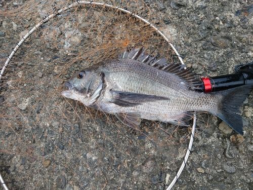 メイタの釣果