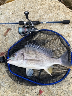 キビレの釣果