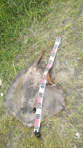 アカエイの釣果