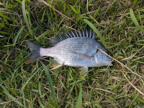 キビレの釣果