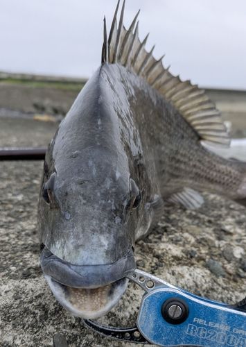チヌの釣果