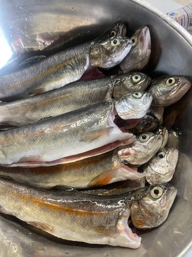 ニジマスの釣果
