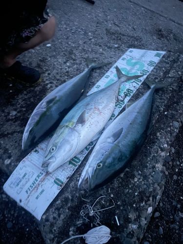 ブリの釣果