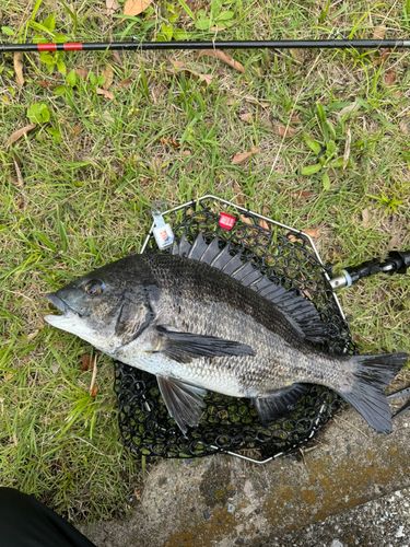 クロダイの釣果