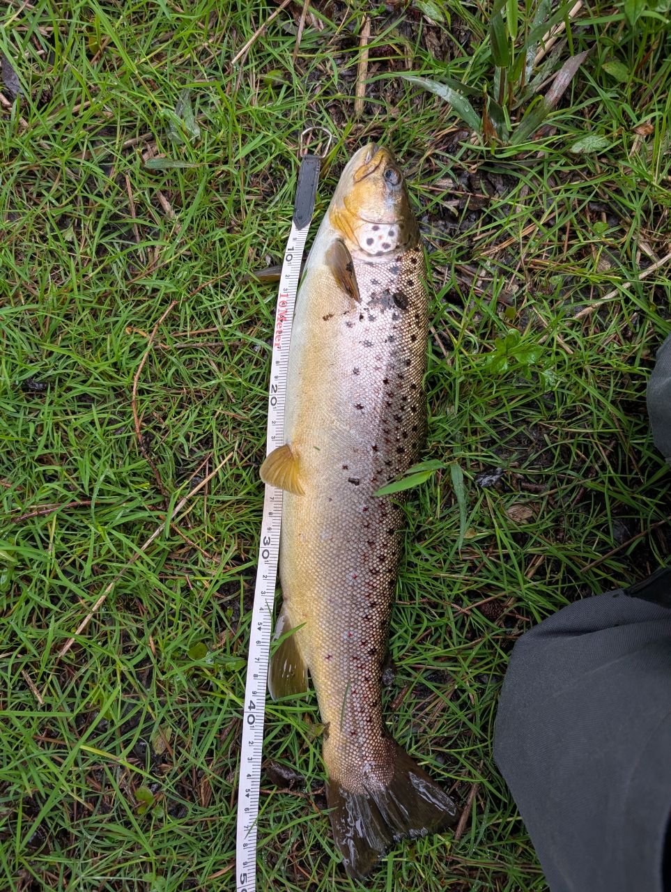 ブラウントラウト