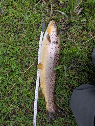 ブラウントラウトの釣果