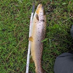 ブラウントラウト