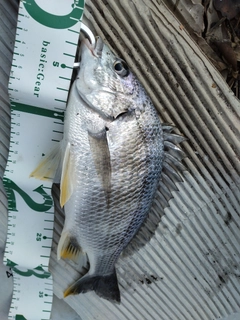 キビレの釣果