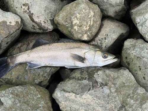 マルスズキの釣果