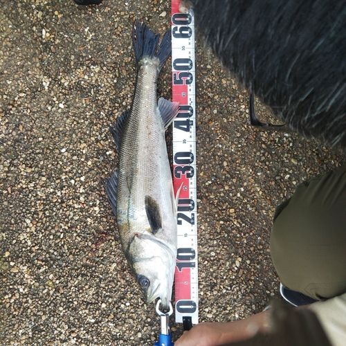 マルスズキの釣果