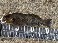 アイナメの釣果