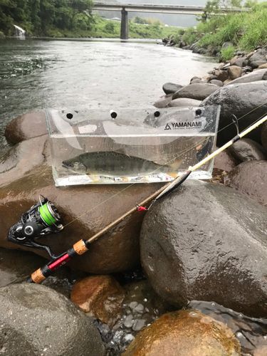 アマゴの釣果