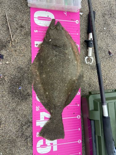 ヒラメの釣果