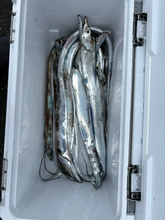 タチウオの釣果