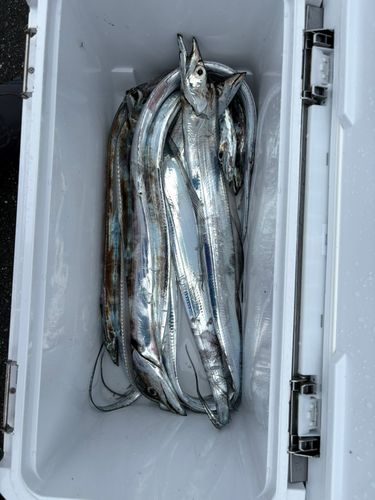 タチウオの釣果