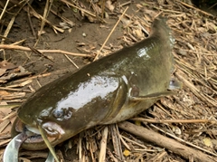 ナマズの釣果