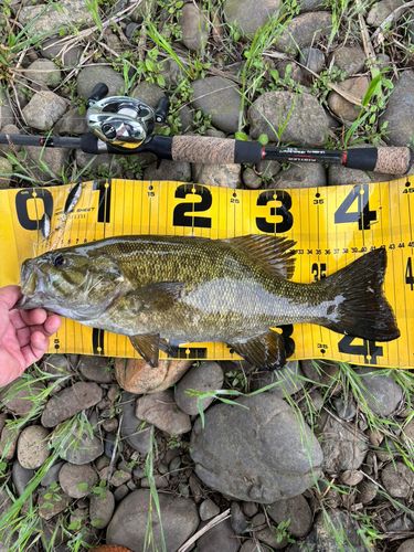 スモールマウスバスの釣果