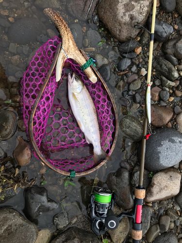 アマゴの釣果
