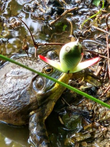 ブラックバスの釣果