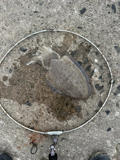 モンゴウイカの釣果