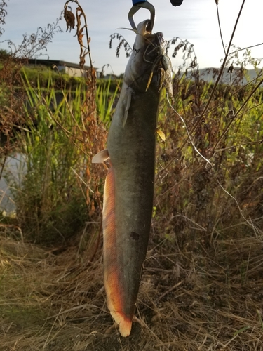 ナマズの釣果