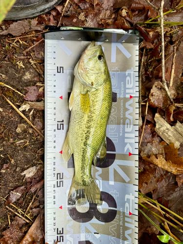 ラージマウスバスの釣果